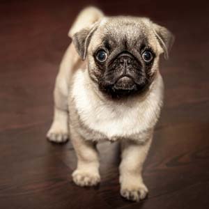 adoption scam