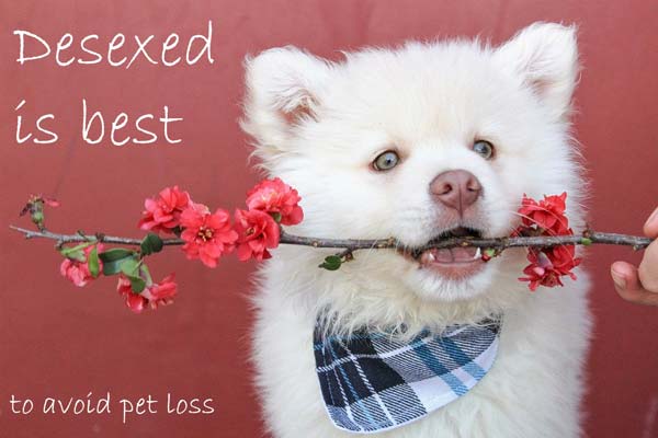 desexed is best 4