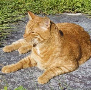 tabby cat