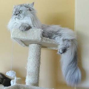 tabby cat